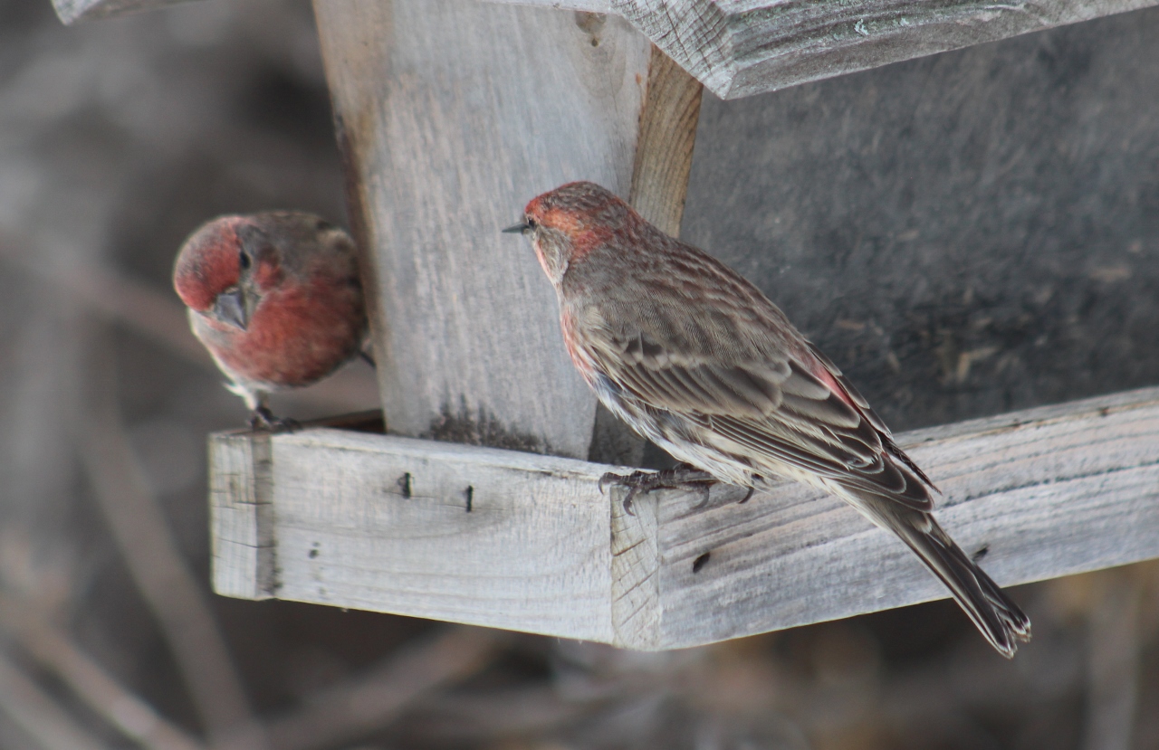 Mostly Birds A Flock of Finches