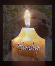 In Memory of Sasha...