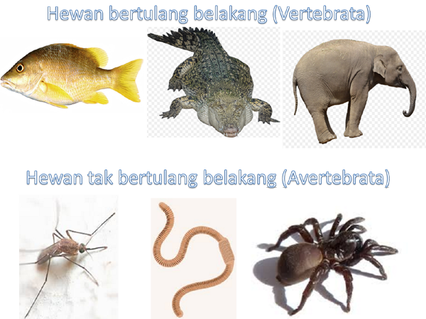  Hewan  Vertebrata  dan  Avertebrata  Invertebrata Berbagi 