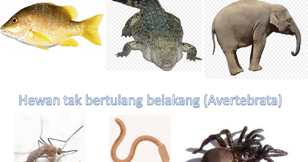  Hewan  Vertebrata  dan Avertebrata Invertebrata  Berbagi 