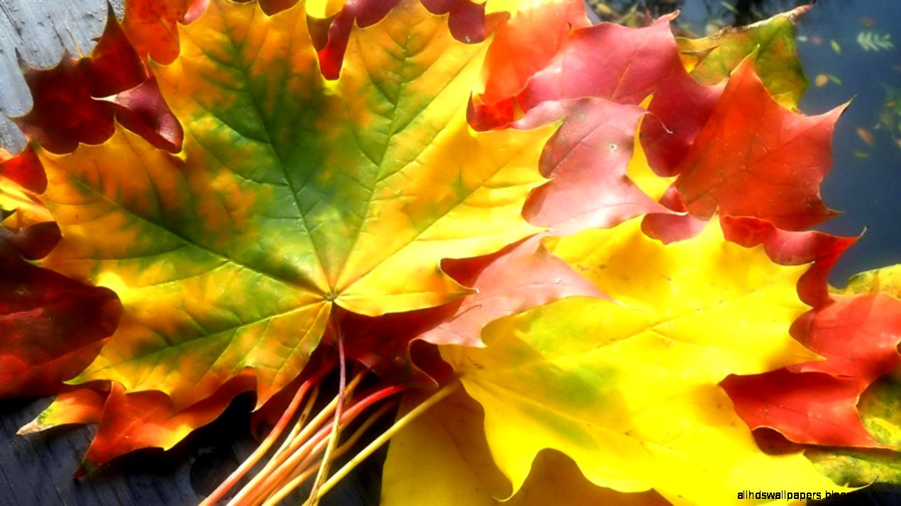 Desktop Wallpaper · Gallery · HD Notebook · Autumn colors leaves
