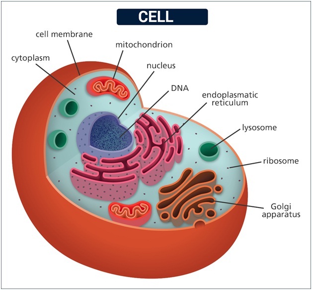 Клетка метка. Клетка цитомигал. Клетка,PD. Клетка помощник. Клетка меланон.