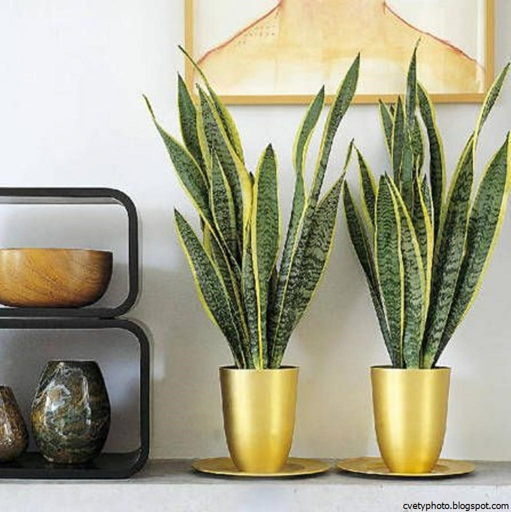 сансевиерия щучий ханни. сансевиерия щучий хвост цветы. сансевиерия сильвер принцесс. сансевиерия сильвер флейм. сансевьера щучий хвост.