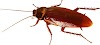 Cockroaches named the strongest living creature in the world