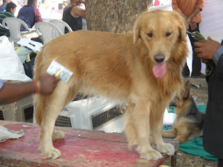 golden retriever dog ahmedabad