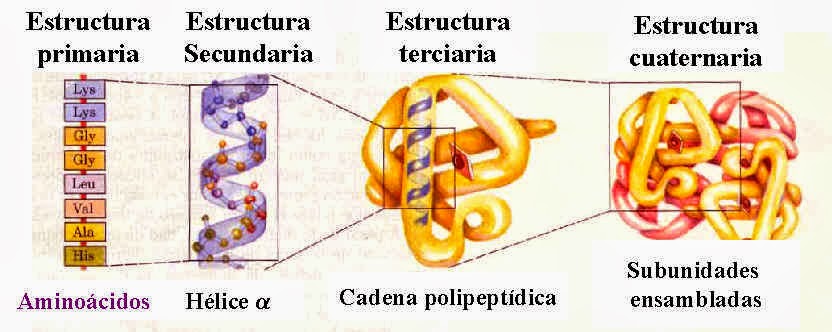 Estructura De Las Proteínas Primaria, Secundaria, Terciaria Y Cuaternaria.