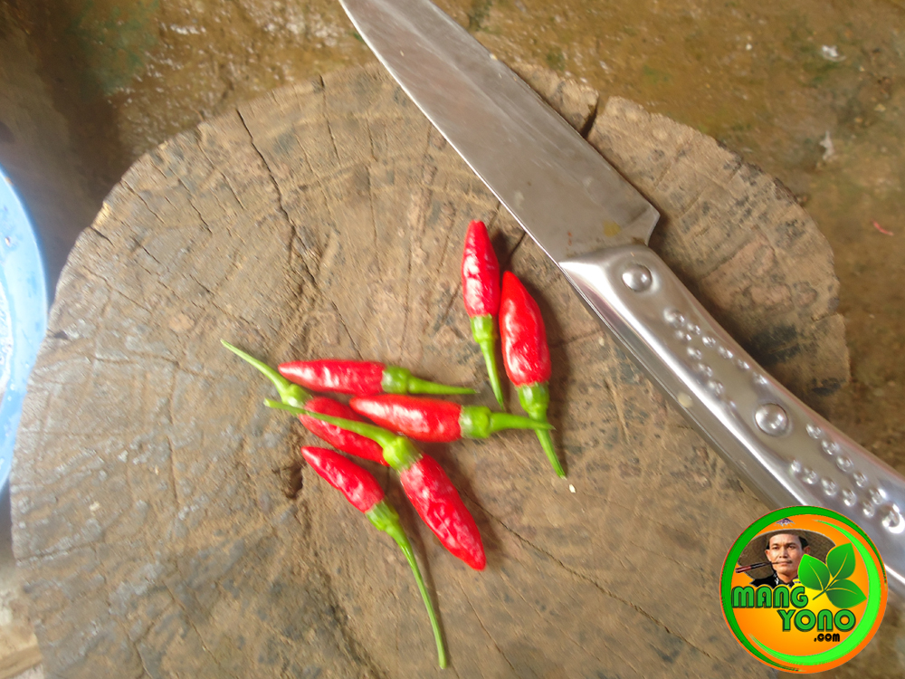 Cara Membuat Benih Cabe Rawit Sendiri Dengan Mudah