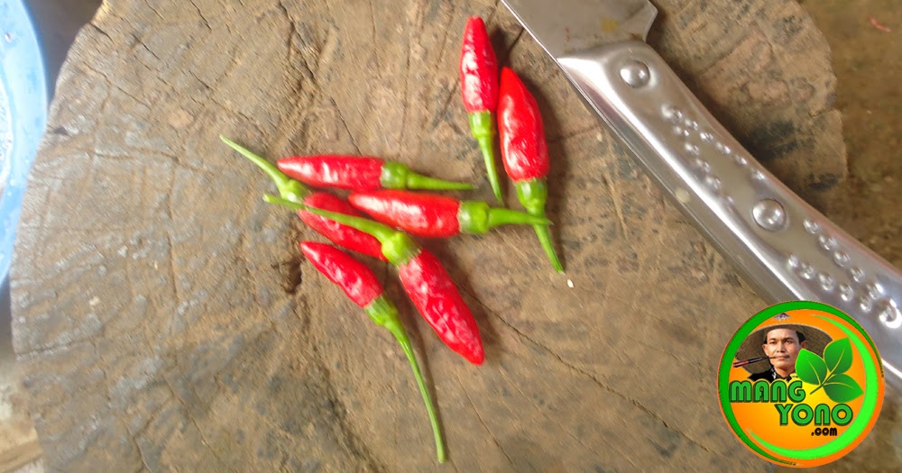 Cara Membuat Benih Cabe Rawit Sendiri Dengan Mudah Cara Membuat Benih Cabe Rawit Sendiri Dengan Mudah