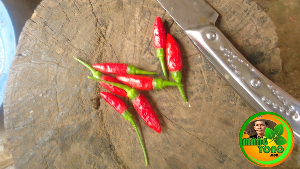 Cara Membuat Benih Cabe Rawit Sendiri Dengan Mudah