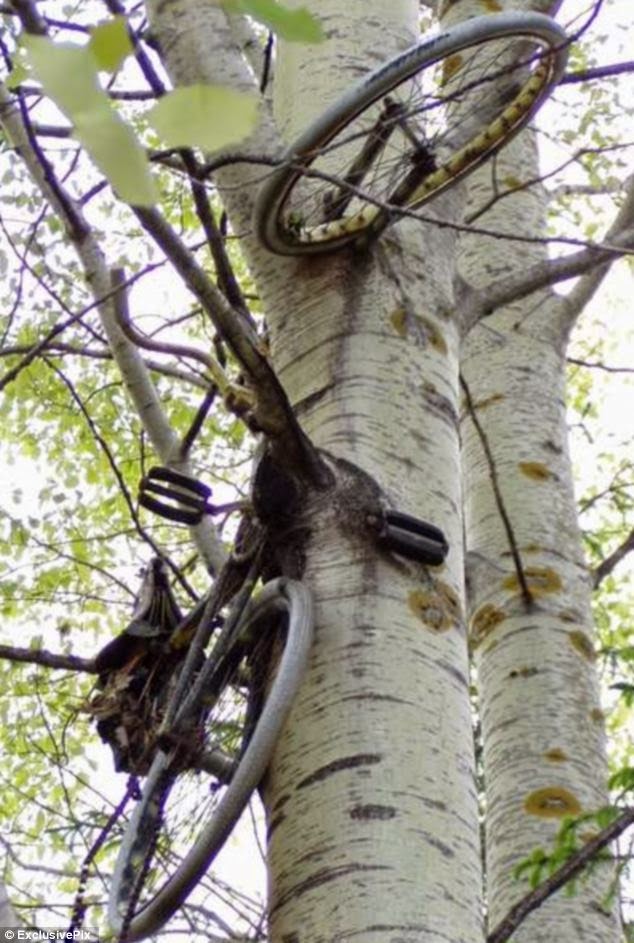 20 FASCINATING IMAGES OF TREES GROWING DESPITE OBJECTS IN THEIR WAY ...