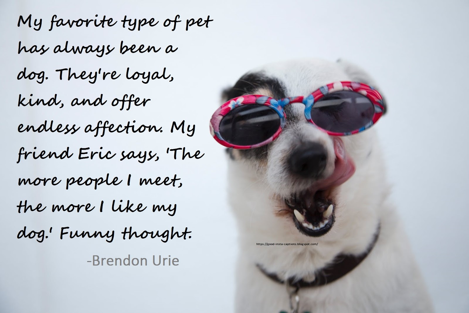 21 Best Funny Dog Quotes For Instagram Pictures