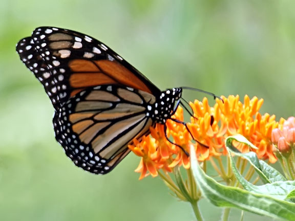 Ecobirder: Monarch on Butterfly Weed