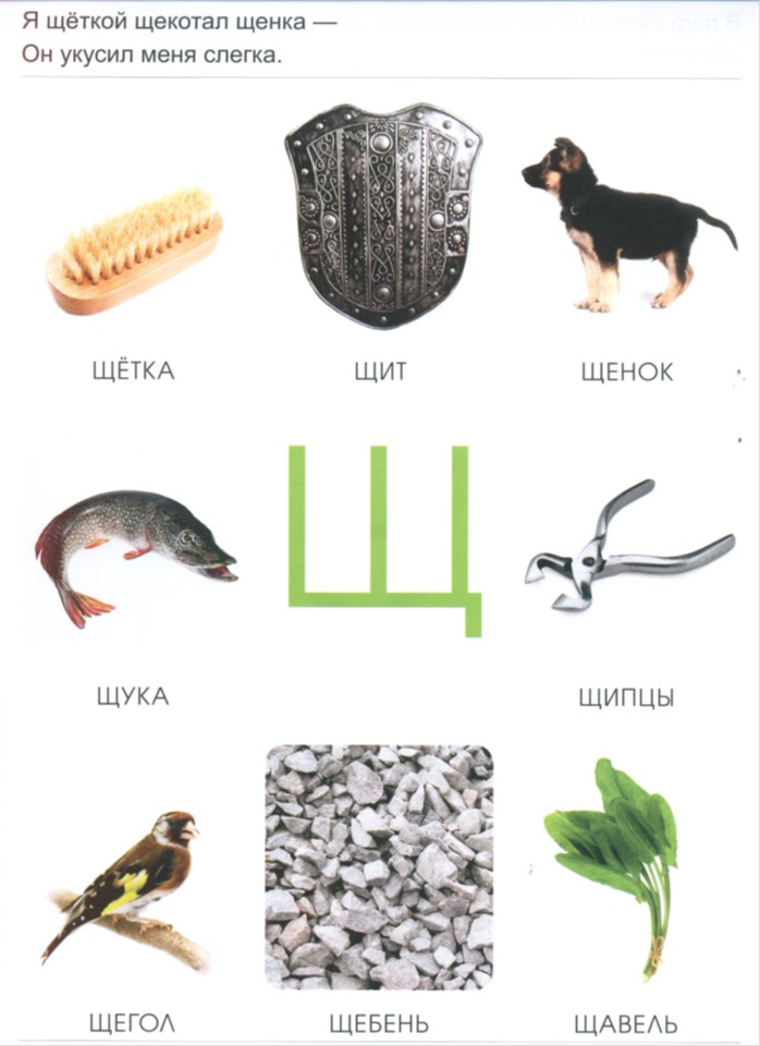 предложение с буквой щ 1 класс. предложение с буквой щ 1 класс. чтение слов с буквой щ. чистоговорки с буквой щ. звук и буква щ.