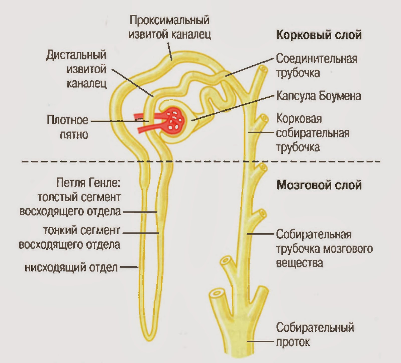 Функции кардиального отдела желудка. Лучелоктевой проксимальный сустав функции. Функция проксимального. Петля генле нефрона. Проксимальный каналец функция.