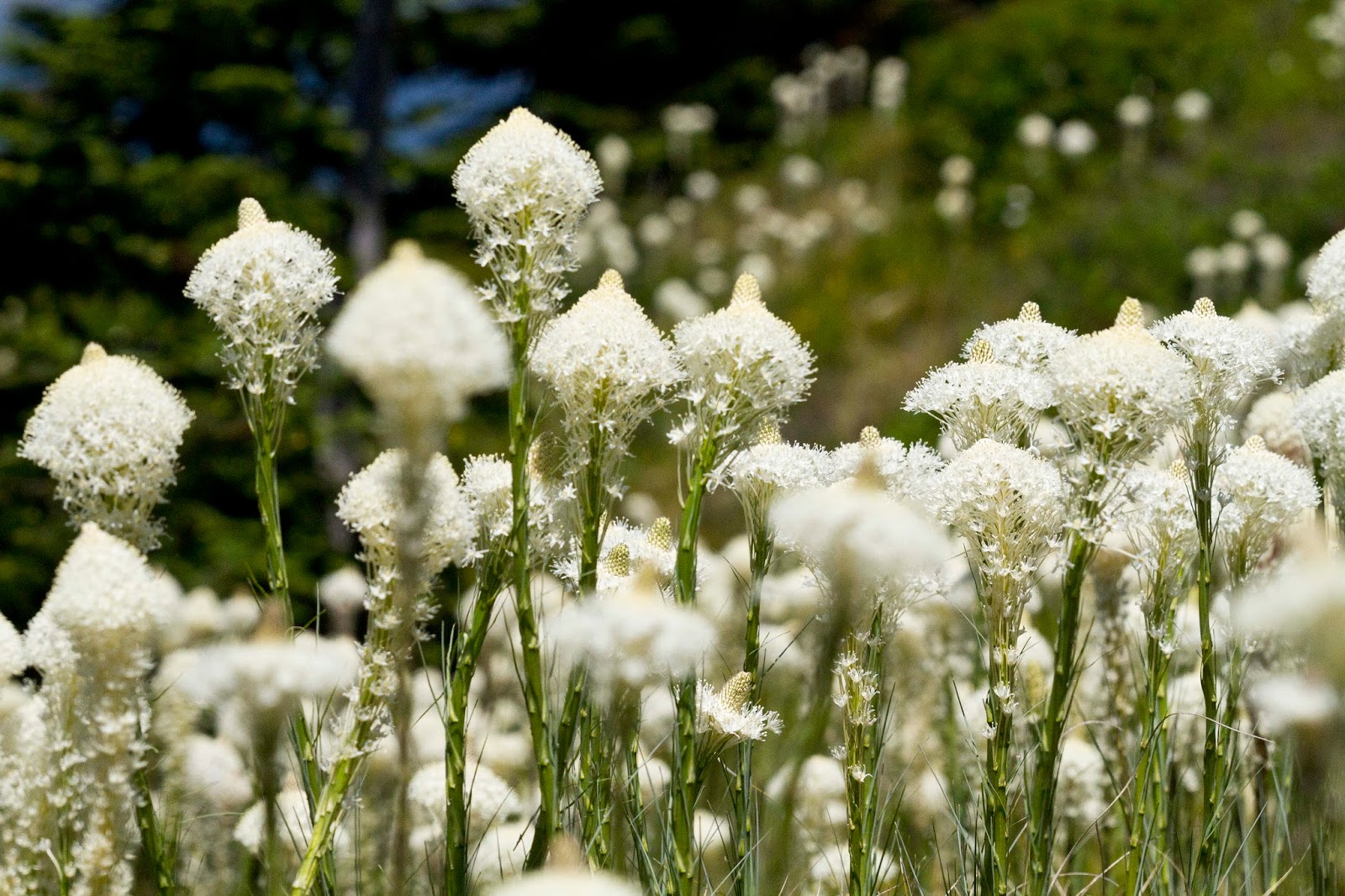 NWflora: Bear-Grass, Xerophyllum tenax
