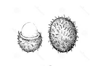 Sketsa Buah Rambutan Sketsa Buah Rambutan