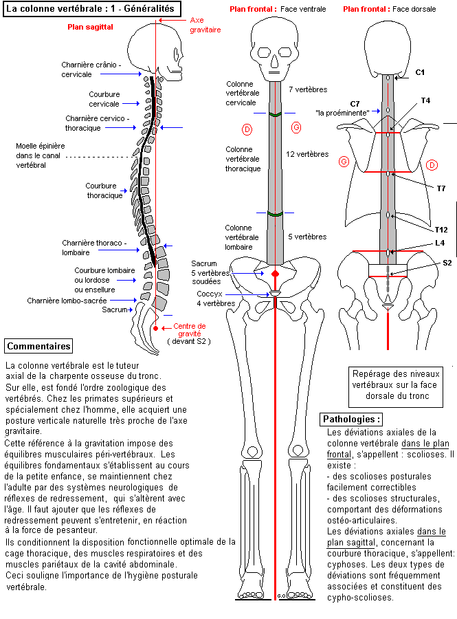Ostéologie du rachis, axis et vertèbre cervicale, Sacrum, Vertèbre