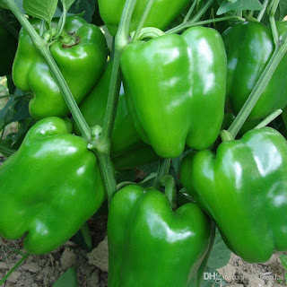 organic-green-bell-pepper-seed-healthy-sweet