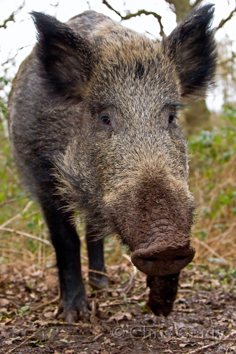 кабаны добрый новые. два кабана. кабан и добрый. кабан и добрый. кабан и добрый в реальной жизни.