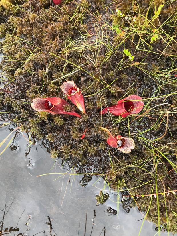 Endangered New Jersey Carnivorous Pitcher Plants