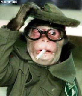 Funny Monkeys officer solute, funny, image