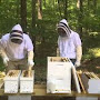 Deux apiculteurs visitent une ruche