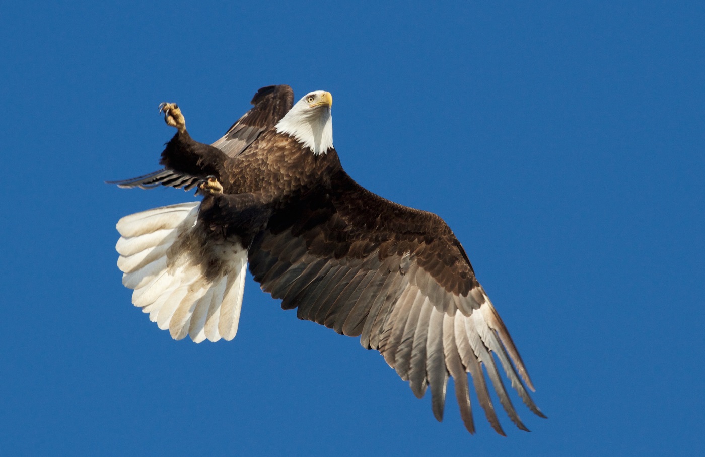 one-thousand-days-in-nature