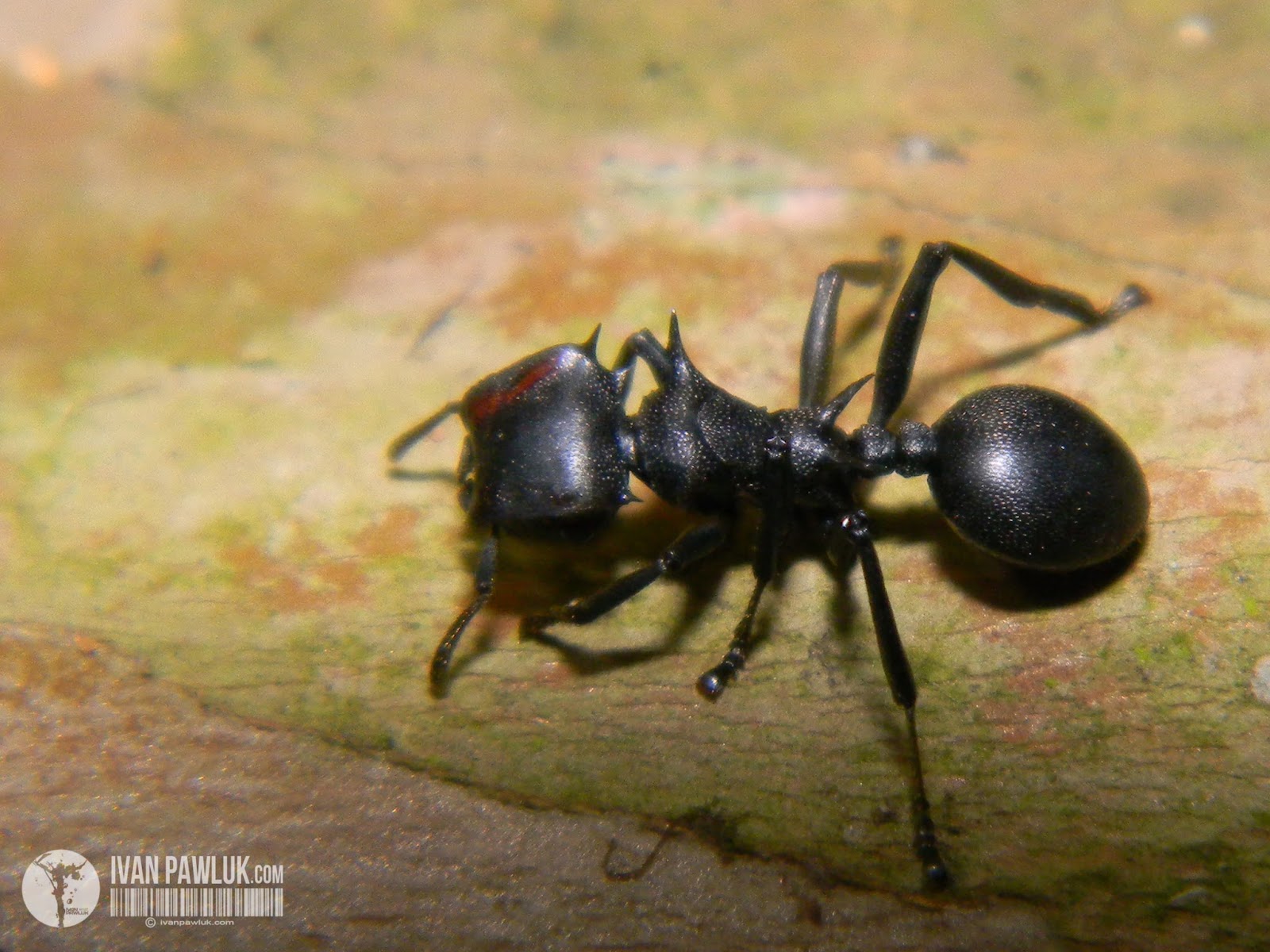 BioPhotos Ivan Pawluk Biodiversidad Cephalotes Atratus