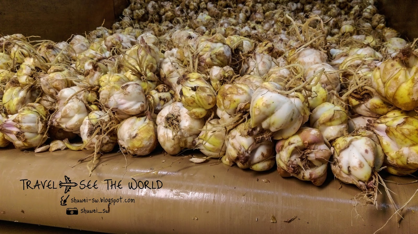 旅行上癮者，手帳中毒迷 紐西蘭打工度假 Rakaia Lily Bulb 花苞廠