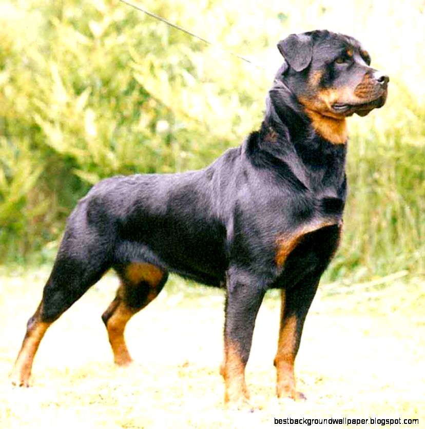 Rottweiler