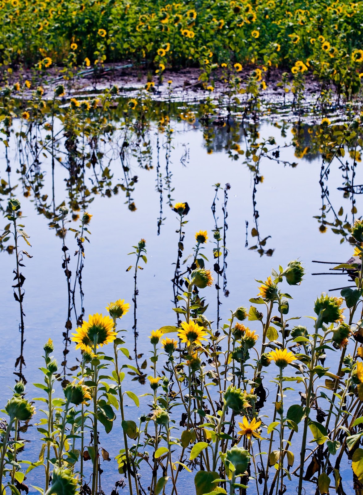 My Melbourne Experience, and beyond Sunflower Field, On a Beautiful