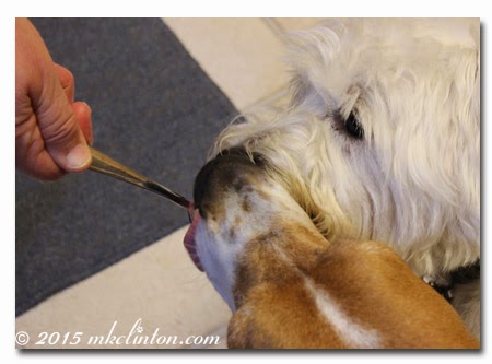 Basset Hound and West HIghland Terrier licking a spoon