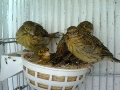 canari timbrado canari timbrado