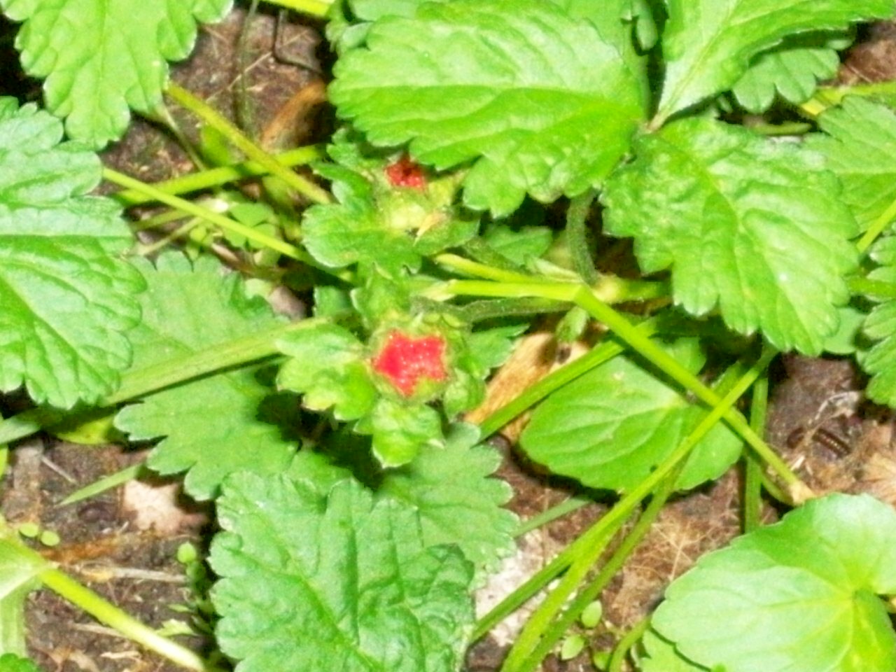 Quilt Talk Baby Strawberries