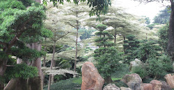 Garden at the Chi Lin Nunnery