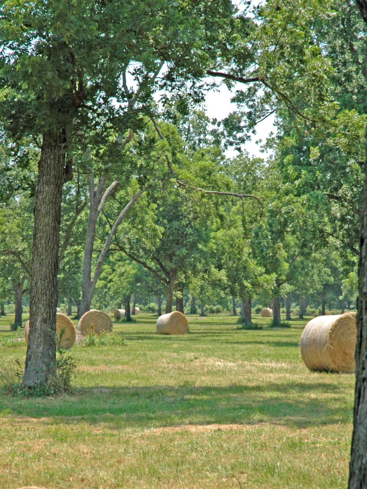 Northern Pecans Haying a pecan grove effects nutrient budgets
