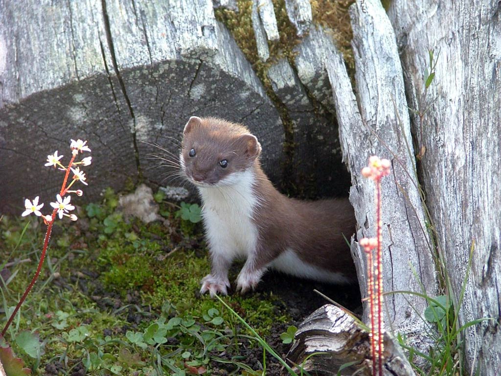 HD Wallpapers Desktop: Weasel HD Wallpapers