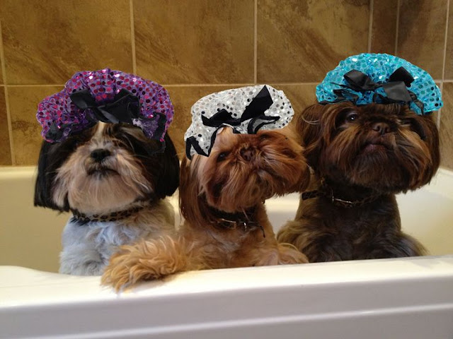 Os shih tzu podem sentir suas intenções