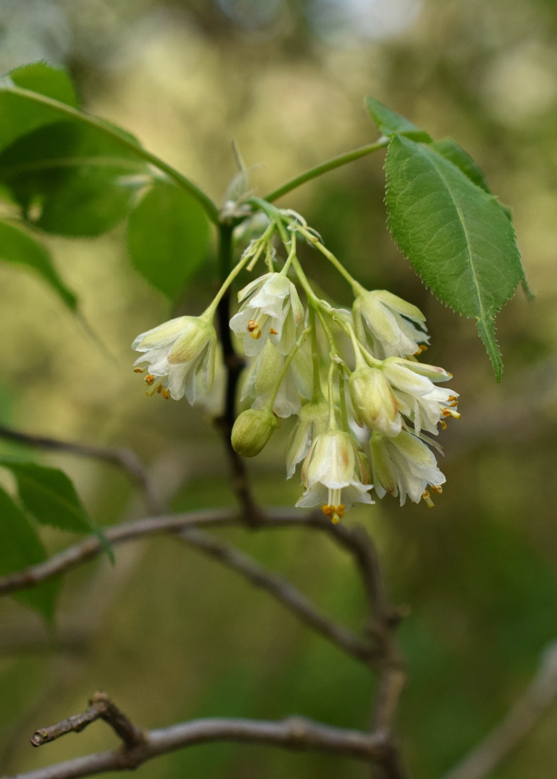 Using Native Plants Hidden Pond Trail