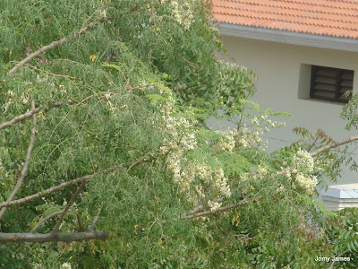 Moringa