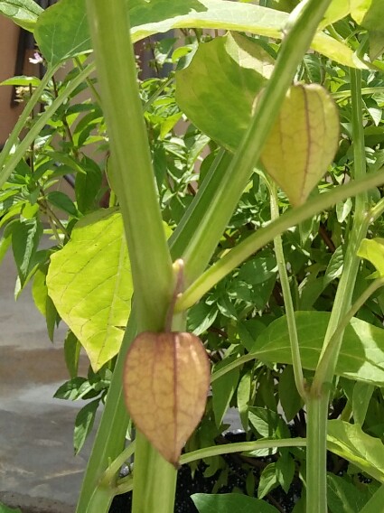Borneo Lady: Is this a Chinese Lantern or a Wild Cape Gooseberry?