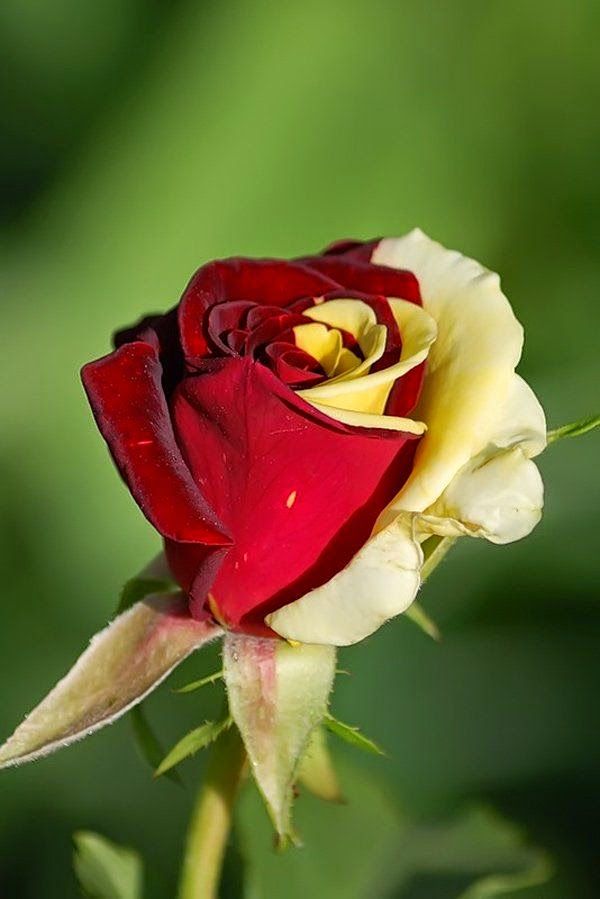 Red Rose with Yellow and Red color | Outdoor Areas
