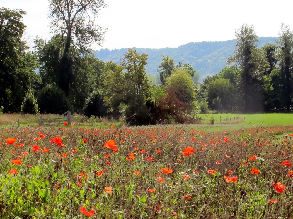 Field of les coquelicots
