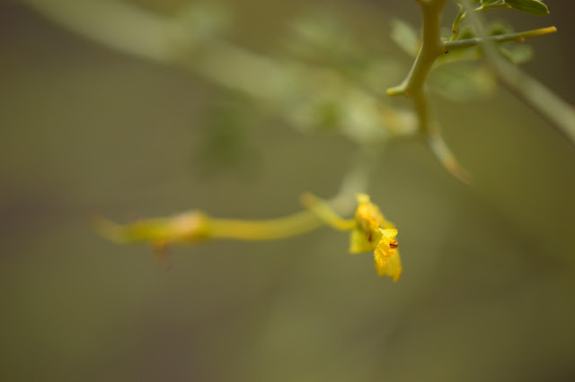 tree watching meme, parkinsonia florida, blue palo verde, desert tree