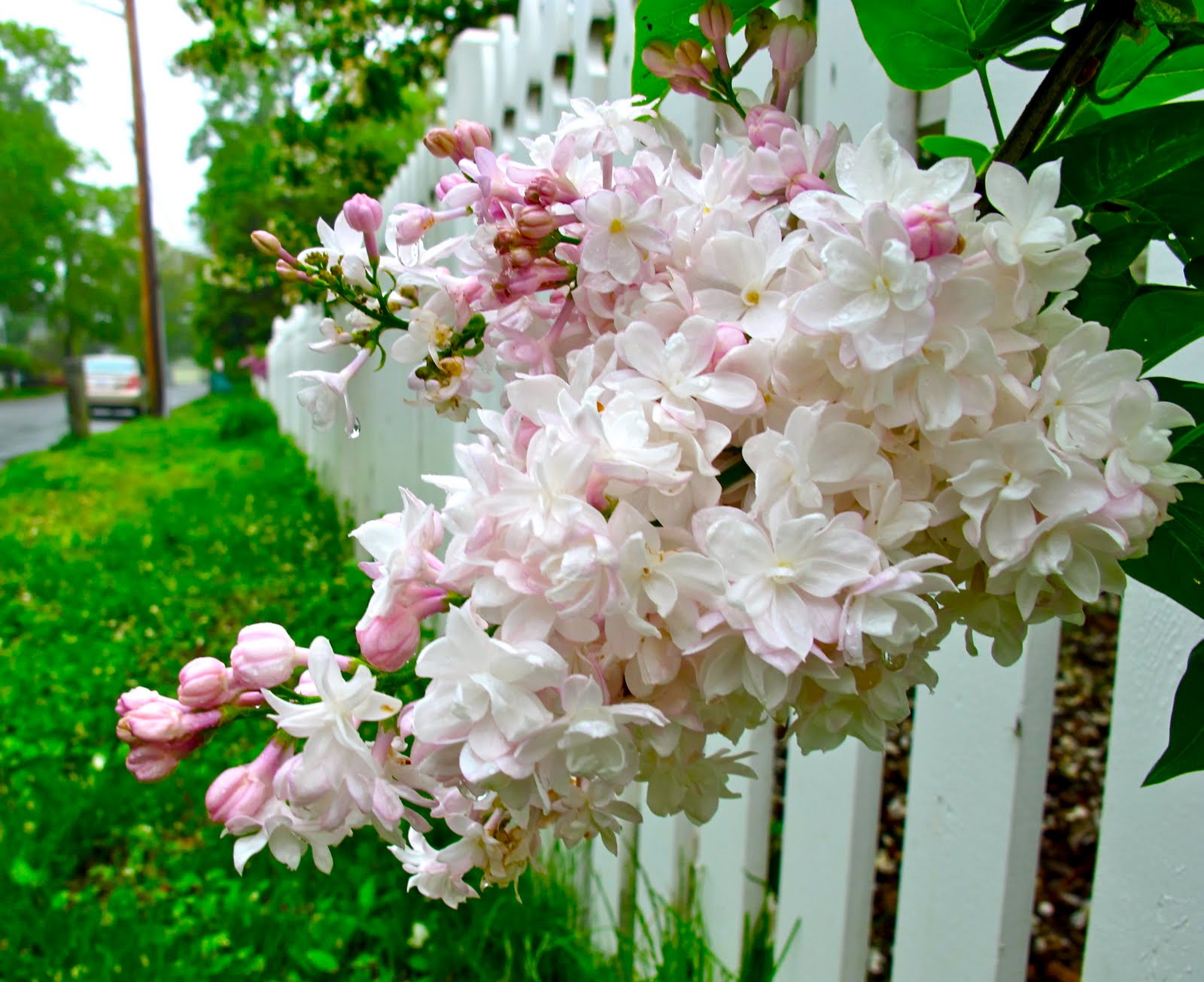Jenny Steffens Hobick Flashback Lilac Season Mr. Darcy Stopping to