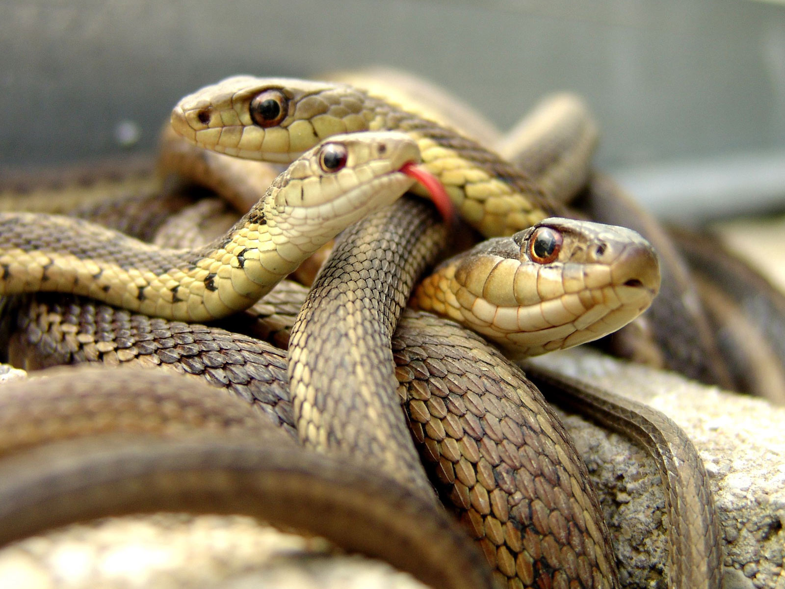 snakes shoes