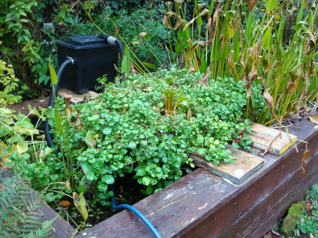 DOING IT FOR OURSELVES IN WALES: Watercress and Aquaponics
