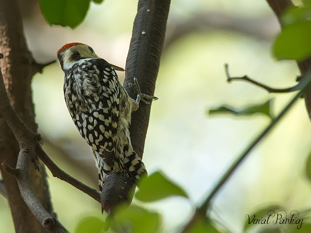 Mahratta Woodpecker