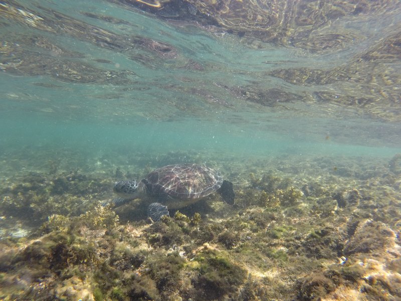 PHILIPPINES : Les tortues à Apo Island / 5 jours sur Siquijor & Apo Island / www.by-laura.fr