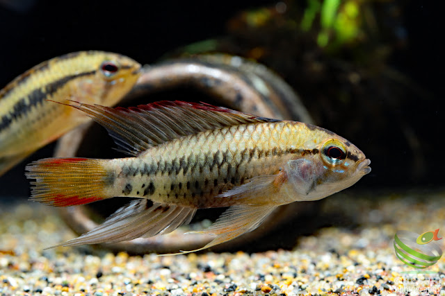 Apistogramma viejita